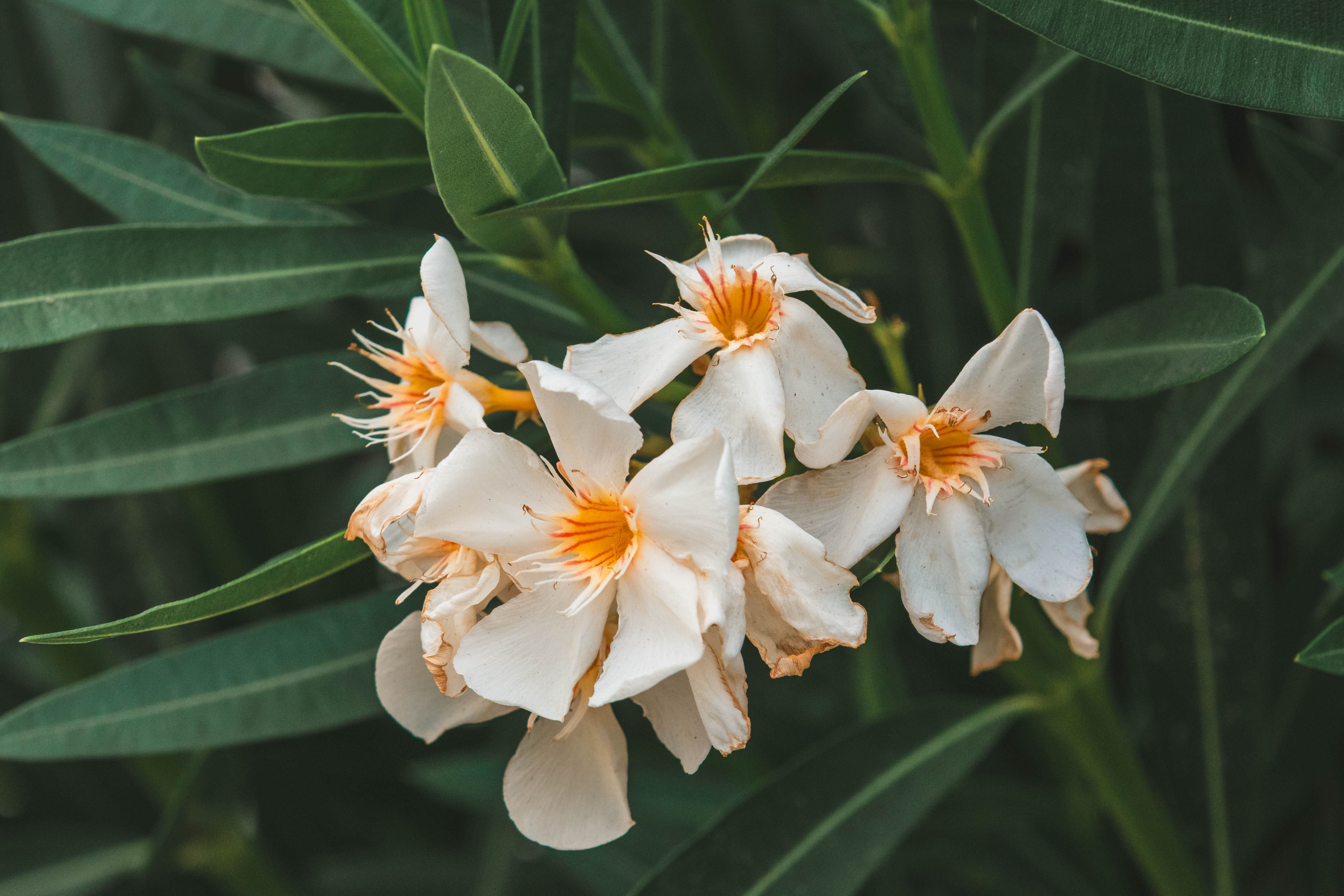 Photo nature
